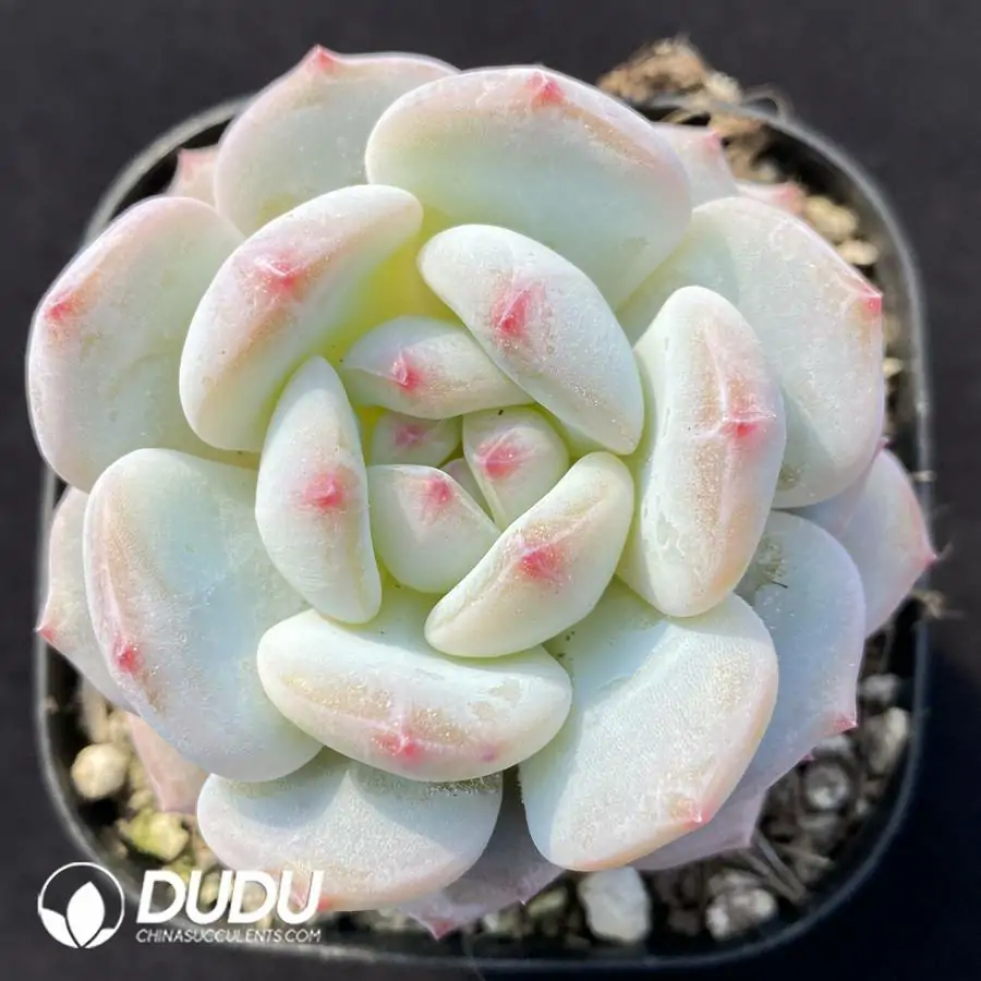 1756122181-e201-1169.webp Echeveria Star Orange Monroe - Image 1