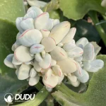Grafted Cotyledon Papillaris Var. Cluster (With Rootstock)