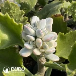 Grafted Cotyledon Papillaris Var. Cluster (With Rootstock) - Image 2