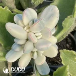 Grafted Cotyledon Papillaris Var. Cluster (Without Rootstock)