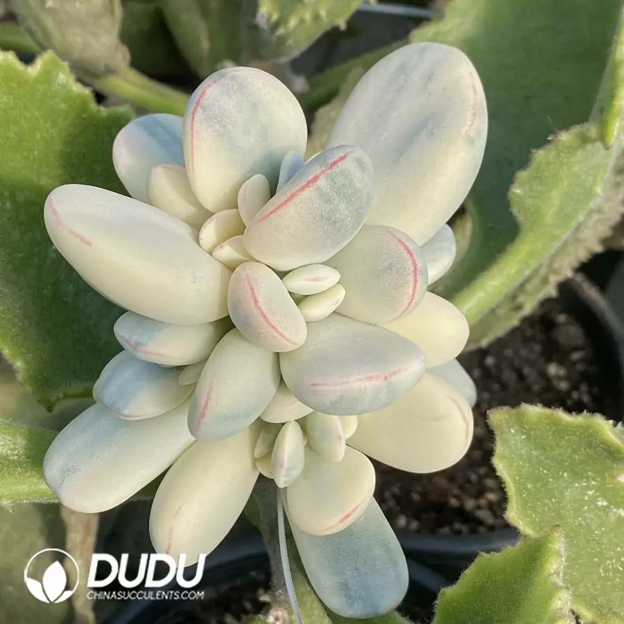 1756122185-e201-1171.webp Grafted Cotyledon Papillaris Var. Cluster (Without Rootstock) - Image 1