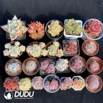 DUDU Collocation-2051