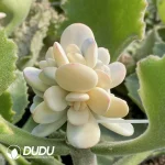 Grafted Cotyledon Papillaris Var. Cluster (Without Rootstock) - Image 2