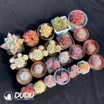 DUDU Collocation-2051 - Image 2