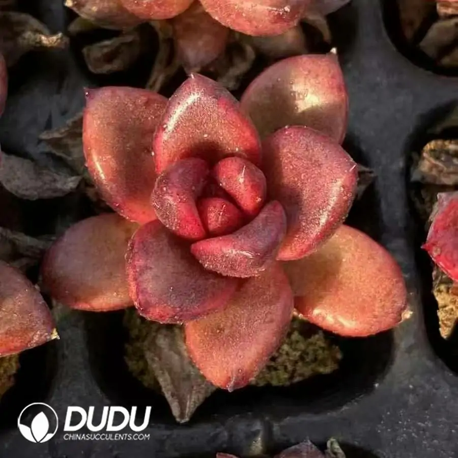 1756122205-e201-1186.webp Soilless Echeveria Abundant Rose(without holder set) - Image 1