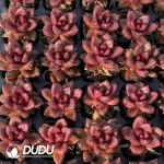 Soilless Echeveria Abundant Rose(without holder set) - Image 2