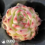 Soilless Echeveria Marcel(without holder set)