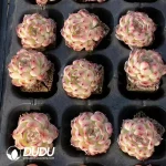 Soilless Echeveria Marcel(without holder set) - Image 2