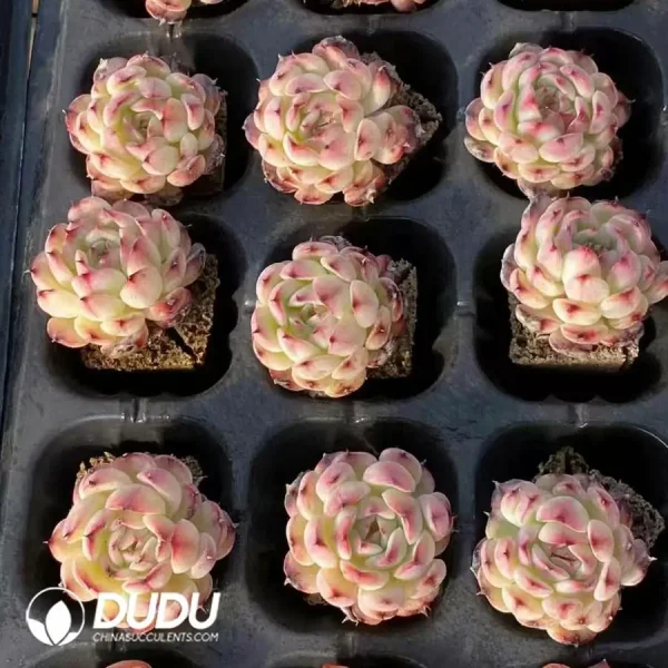 Soilless Echeveria Marcel(without holder set) - Image 2