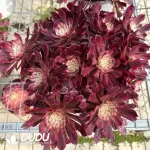 Aeonium Zwartkin White variegated Clustering