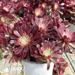 Aeonium Zwartkin White variegated Clustering - Image 2