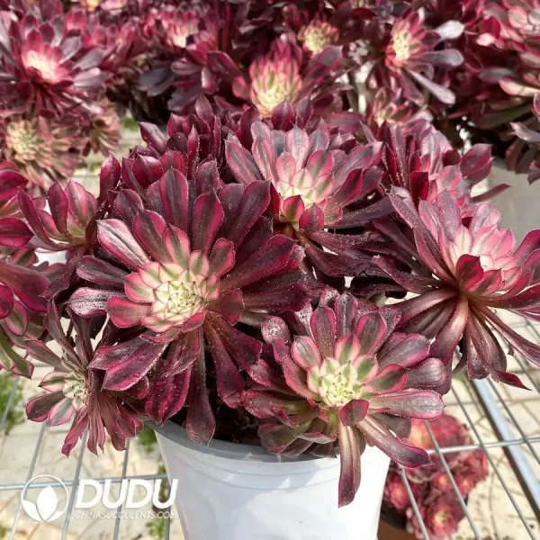 1756122211-e202-1107.webp Aeonium Zwartkin White variegated Clustering - Image 2