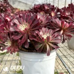 Aeonium Zwartkin White variegated Clustering - Image 3