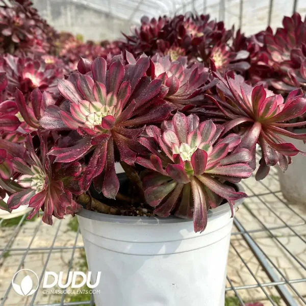 1756122212-e203-198.webp Aeonium Zwartkin White variegated Clustering - Image 3