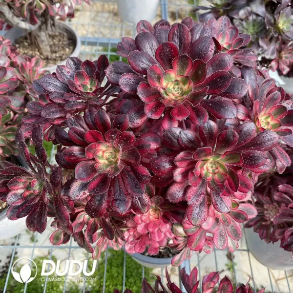1756122213-e201-1192.webp Aeonium Chanel Clustering - Image 1