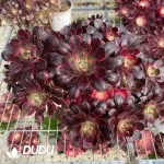 Aeonium Lina Clustering