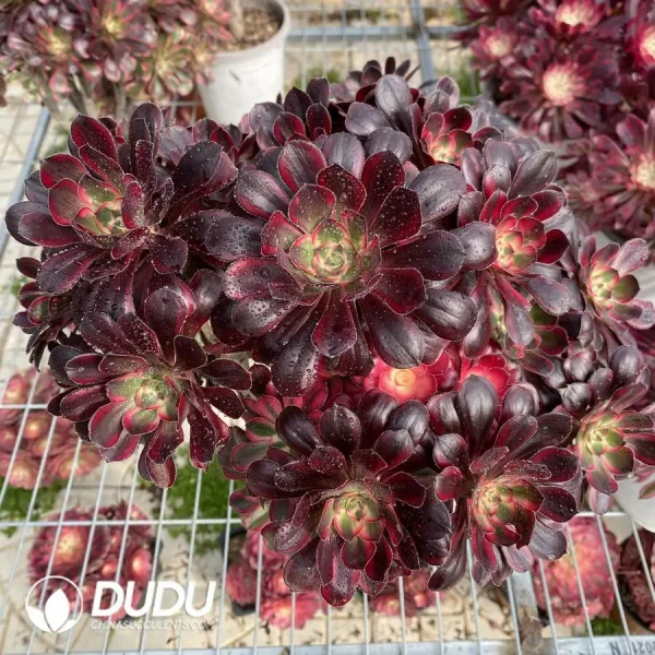 Aeonium Lina Clustering - Image 1