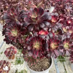 Aeonium Lina Clustering - Image 2