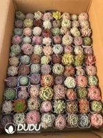Color Mix 88pcs Succulents Collocation