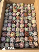 Color Mix 88pcs Succulents Collocation - Image 2