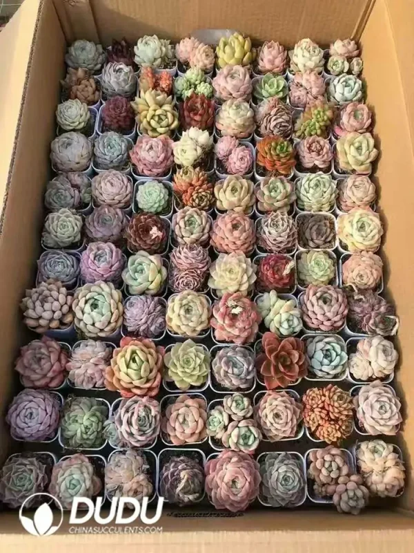 Color Mix 88pcs Succulents Collocation - Image 2