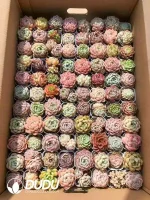 Color Mix 88pcs Succulents Collocation - Image 3