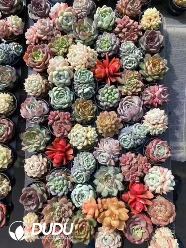 Mix 54pcs Succulents Collocation - Image 1