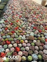 Mix 54pcs Succulents Collocation - Image 2