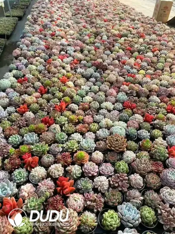 Mix 54pcs Succulents Collocation - Image 2