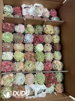 Mix 54pcs Echeveria Agavoides Collocation