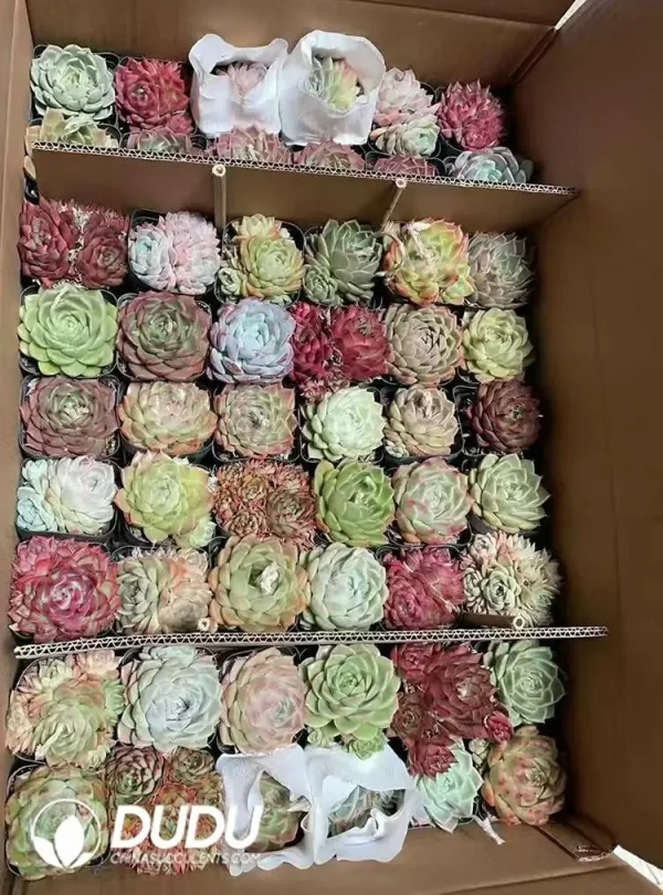 Mix 54pcs Echeveria Agavoides Collocation - Image 1