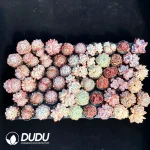 DUDU Collocation-2055
