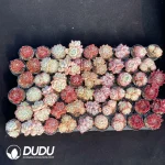 DUDU Collocation-2057
