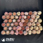 DUDU Collocation-2059