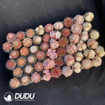 DUDU Collocation-2059 - Image 2