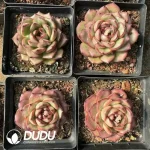 30Pcs Echeveria Marlboro
