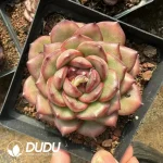 30Pcs Echeveria Marlboro - Image 2