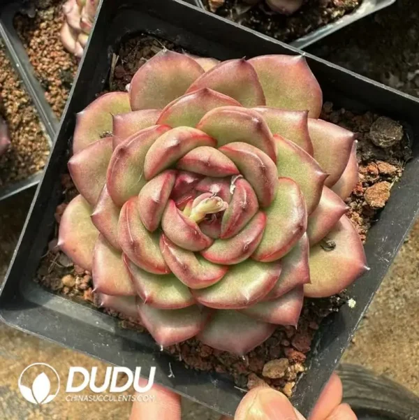 30Pcs Echeveria Marlboro - Image 2