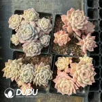 24Pcs Echeveria Apparition Clustering