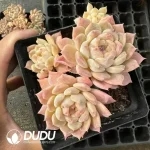 24Pcs Echeveria Apparition Clustering - Image 2