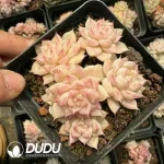 $1.9*54Pcs Echeveria White Queen Clustering - Image 2