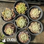 35Pcs Echeveria Champagne X