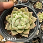 35Pcs Echeveria Champagne X - Image 2