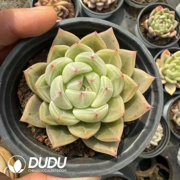 35Pcs Echeveria Champagne X - Image 2