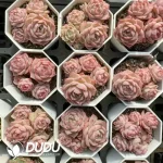 54Pcs Echeveria Flame Rose Clustering