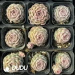 54Pcs Echeveria Bai Zhe
