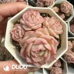 54Pcs Echeveria Flame Rose Clustering - Image 2