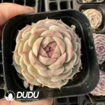 54Pcs Echeveria Bai Zhe - Image 2