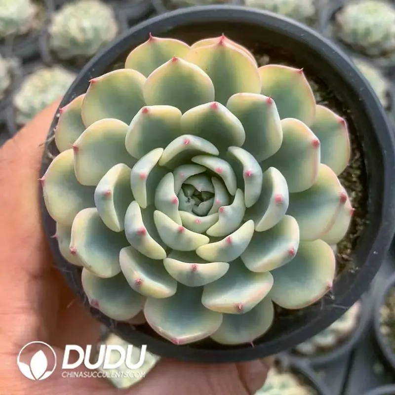 1756122287-e201-77-1.webp Echeveria Minima Variegated - Image 1