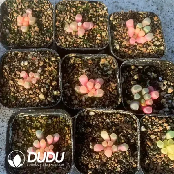 1756122300-e201-83-1.webp Fenestraria aurantiaca All Variegated - Image 1